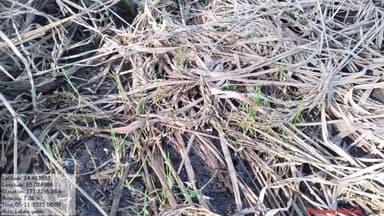 बाराचट्टी: बाराचट्टी क्षेत्र में बारिश से फसलों की बर्बादी, संजीव कुमार मुखिया ने सरकार से मुआवजे की मांग की