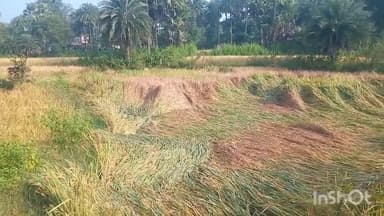 पोड़ैयाहाट: मोंथा तूफान से पोड़ैयाहाट में सैकड़ों एकड़ खेतों में भनभनिया रोग, धान की फसल बर्बाद