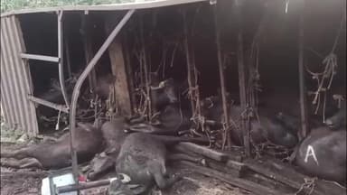 मझगवां: चित्रकूट: बगदरा घाटी में भैंसों से भरा कंटेनर बटोही मोड़ पर हुआ अनियंत्रित