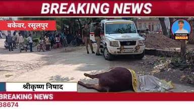 🚨 फतेहपुर: युवक ने गोवंश को पीट-पीटकर मार डाला, पुलिस जांच में जुटी! बकेवर से बड़ी खबर
#bakewar #बिंदकी