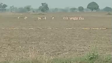 गुलाना: बोमा पद्धति पर किसान ने उठाए सवाल, 5 साल बाद भी गांवड़ी में नहीं लगा रेस्क्यू कैंप