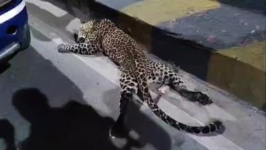 விக்கிரவாண்டி: விக்கிரவாண்டி சுங்கச்சாவடி அருகே தேசிய நெடுஞ்சாலையில் சிறுத்தை ஒன்று அடிப்பட்டு இறந்து கிடந்துள்ள சம்பவம் அப்பகுதியில் பரபரப்பை ஏற்படுத்தியுள்ளன