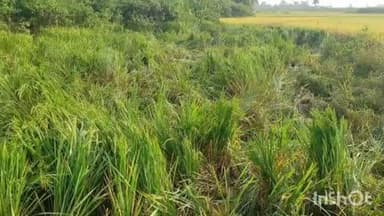 कुकड़ू: झुंड से भटका हाथी पहुंचा बाकारकुड़ी, किसानों की चिंता बढ़ी