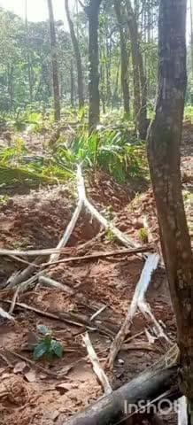 ಮೂಡಿಗೆರೆ: ಕೊಟ್ಟಿಹಾರದಲ್ಲಿ ಕಾಡಾನೆ ಅಟ್ಟಹಾಸಕ್ಕೆ ಅಡಕೆ, ಕಾಫಿ, ಏಲಕ್ಕಿ ತೋಟ ನಾಶ.!