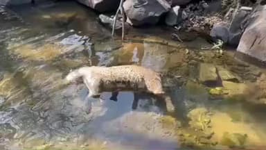 आबू रोड: माउंट आबू के टोल नाके के नजदीक मिला पैंथर का शव, सूचना पर विभाग के अधिकारी मौके पर पहुंचे, शव करीब 5 से 6 दिन पुराना है