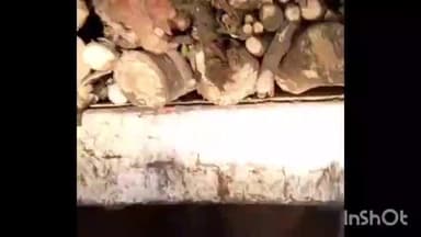 मोहम्मदी: मोहम्मदी तहसील क्षेत्र में हरे-भरे पेड़ों को किया जा रहा नष्ट, वीडियो हुआ वायरल