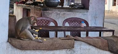 फरसाबहार: सिंगीबहार में बंदर का आतंक, अब तक कई लोग हुए घायल