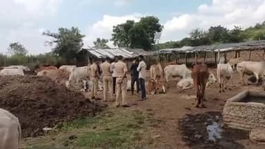 नरखेड: खरसोली मार्गे राजुरा बाजार येथे कत्तलीसाठी नेत असलेल्या तब्बल 49 गोवंशांना नरखेड पोलिसांनी दिले जीवनदान
