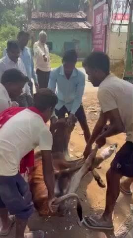 वाड्रफनगर: बासेन में रक्षा गौ सेवा समिति द्वारा पशुओं का किया जा रहा रेस्क्यू कार्य