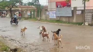 झंझारपुर: झंझारपुर में आवारा कुत्तों का आतंक, कई लोगों को काटा, सभी अस्पताल में भर्ती