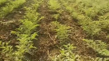 बार्शीटाकळी: बार्शीटाकळीत हरभऱ्यावर ‘मर’ रोगाचा धोका; बीज प्रक्रिया करूनच पेरणी करण्याचे कृषी विभागाचे आवाहन!