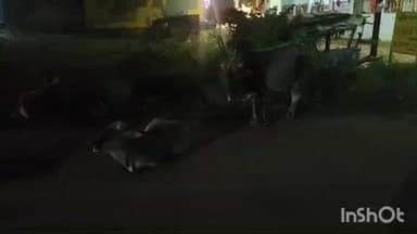 रायपुर कर्चुलियान: रीवा: रायपुर कर्चुलियान में बारिश से किसान परेशान, आवारा मवेशियों से भी त्रस्त, कलेक्टर के आदेश का पालन नहीं