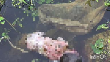 बोदरी में नवजात बालिका का शव तालाब में मिला, मानवता हुई शर्मसार, चकरभाठा पुलिस जांच में जुटी