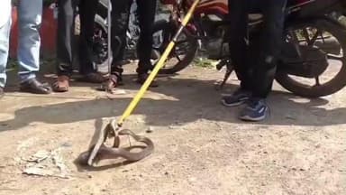 महागाव: पंचायत समिती जवळील कन्हैया प्रिंटर्स दुकानामध्ये नाग साप आढळून आल्याने एकच खळबळ, सर्पमित्रांनी नागाला दिले जीवदान