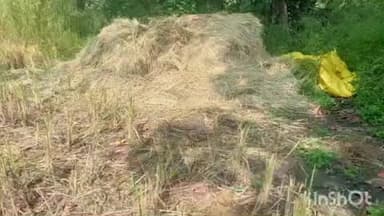 ଜୁଜୁମୁରା: କୁମକା ଗ୍ରାମରେ ଖଳାରୁ ଅମଳ ଧାନ ଖାଇଲା ହାତୀ