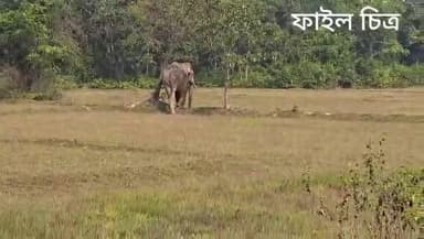 গোপীবল্লভপুর ২: হাতির হাত থেকে ঝাড়গ্রামের মানুষকে সুরক্ষিত করতে ঝাড়গ্রাম বনবিভাগে ৩টি হাতির অবস্থান প্রকাশিত করল বনদপ্তর