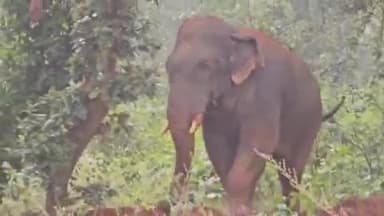 ओडगी: सूरजपुर जिले के बिहरपुर क्षेत्र में एक दतैल हाथी कर रहा है जमकर उत्पाद, जंगल में मस्ती करते वीडियो हुआ वायरल