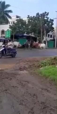 నగరం గ్రామంలో బీభత్సం సృష్టించిన రెండు ఆంబోతులు