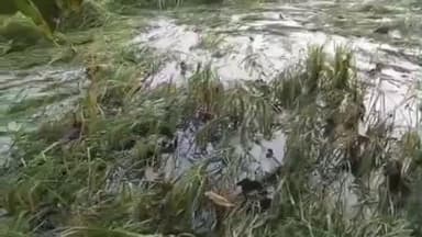 శివకోడులో ముంపునకు గురైన వరి పంట