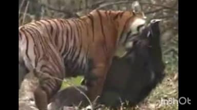 पोंभूर्णा: वाघाने केली रानडुकराची शिकार, नवेगाव मोरे येथील घटना