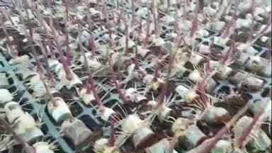 माजलगाव: वडवणीच्या देवगावात शेतकऱ्यांनी उभारले जिल्ह्यातील पहिले ऊस संशोधन अभ्यास केंद्र