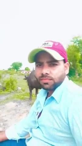 बांसी: निबासी प्रान कुशवाहा कि 6 दिन से 2 भैंस लापता है अगर किसी व्यक्ति को मिले या दिखाई दे तो सूचना दे 7355076385 🙏🙏