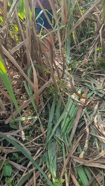 बसन्तापुर खुर्द में फिर बाघ का हमला