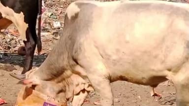 लखीमपुर: लखीमपुर के अर्जुन पुरवा में लंपी वायरस का कहर जारी, खाली पड़े प्लॉट में कई संक्रमित पशु घूमते दिखे