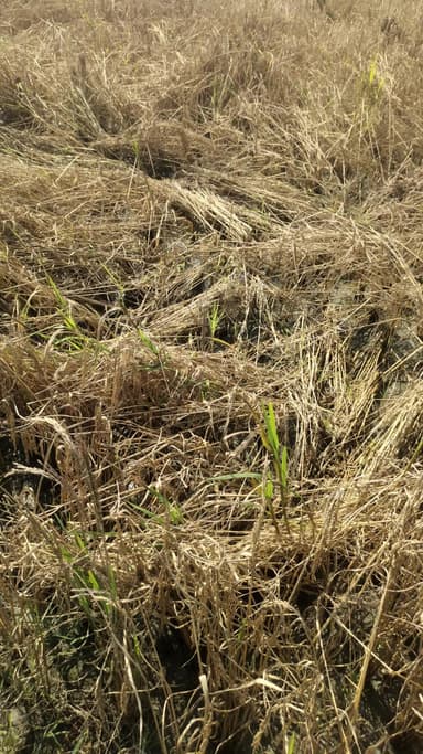 चनपटिया प्रखंड बेतिया दी पंचायत जो कहां ग्राम किसानों का फसल नष्ट हुआ और विधायक जी बोल रहा है कि बाढ़ नहीं आया था