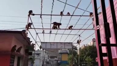 कौंच: कोंच नगर में घरों की छत पर चढ़कर कपड़े फाड़ रहे बंदर, दौड़ाकर लोगों को काट रहा बंदरों का झुंड, वीडियो आया सामने