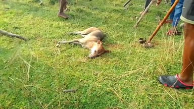 लगातार ग्राम बेलिया जोर से कुत्ता काटने का मामला सामने आ रहा था