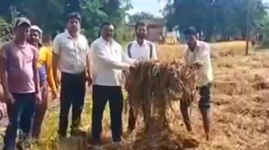 ग्राम झामूल में सरपंच और पटवारी ने अतिवृष्टि से फसलों को हुए नुकसान का लिया जायजा