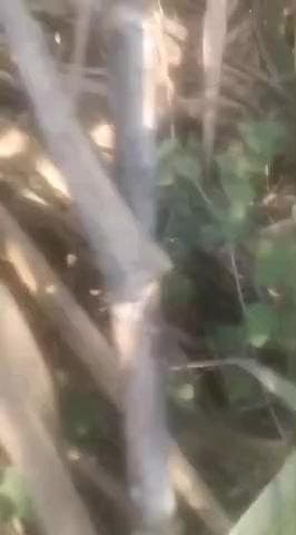 बदायूं: #बदायूं में फिर हुई गोकशी की घटना, पुलिस महकमे में हड़कंप सूचना मिलते ही पुलिस और फोरेंसिक टीम घटनास्थल पर #up360 #up24