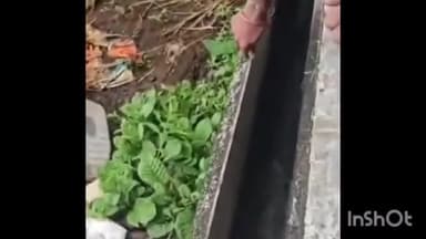 अंबरनाथ: बारवी डॅम परिसरात आढळला साडेआठ फूट लांबीचा अजगर जातीचा साप, थरारक व्हिडिओ आला समोर