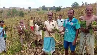 अक्राणी: अतिवृष्टीमुळे निगदी गावात शेती पिकांचे मोठ्या प्रमाणात नुकसान... भरपाईची मागणी...