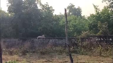 शाहबाद: शाहबाद के मॉडल स्कूल की बाउंड्री पर पैंथर दिखा, क्षेत्र के लोगों में फैली दहशत