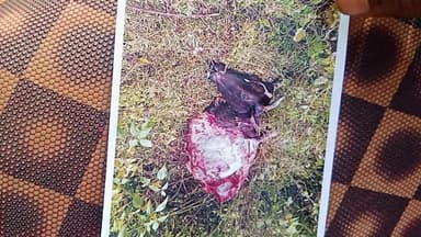 ambikapu khairbar khudipara school ke pass gau hatyakiya gaya