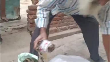 सितारगंज: सितारगंज में अजगर सांप की दस्तक से लोगों में दहशत का माहौल