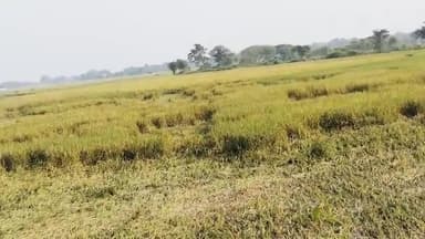 बहरागोड़ा: बहरागोड़ा में मोंथा चक्रवात और अज्ञात बीमारी से धान की फसलें तबाह, किसानों के सपने टूटे