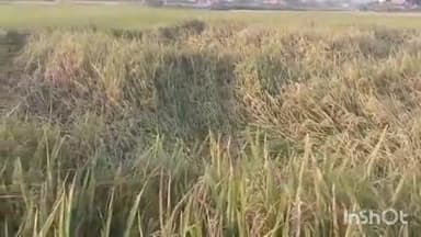 दुलमी: मोथा चक्रवात से किसानों की फसलें नष्ट, किसान परेशान, सरकार से मुआवजे की मांग