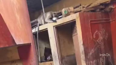 हातोद: हातोद गांधी नगर में घायल बंदर इलाज के अभाव में भटक रहा, वन विभाग का ध्यान नहीं