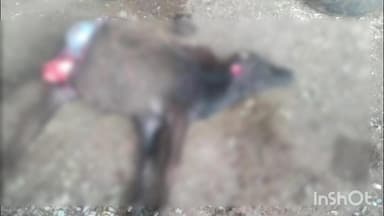 माण्डल: मांडल में जंगली ने दो बछड़ों पर किया हमला, भैंस और गाय के बछड़ों की हुई मौत, वन विभाग जुटा जांच में