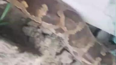 കൊടുങ്ങല്ലൂർ: കൊടുങ്ങല്ലൂർ എറിയാട് വീട്ടുമുറ്റത്ത് നിന്നും ഭീമൻ മലമ്പാമ്പിനെ പിടികൂടി