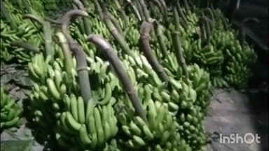 अंजनगाव सुर्जी: कृउबा समिती येथे केळी उत्पादक शेतकऱ्यांचे बेहाल;घडाला फक्त २ ते ३ रुपये भाव;व्यापाऱ्याचा शेतकऱ्यांनी केला सत्कार