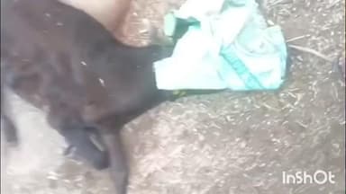 फरीदपुर: गौसेवा की आवाज़ दबाने की कोशिश! डिप्टी CBO ने गौ रक्षक का मोबाइल नंबर किया ब्लैकलिस्ट, जिम्मेदारियों से भागने का आरोप