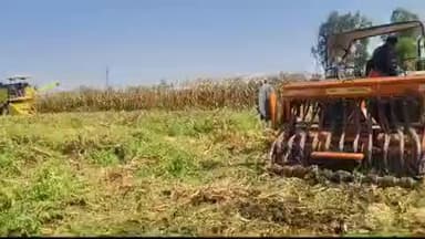 छिंदवाड़ा नगर: रामगढ़ी में कृषि विभाग का अनोखा प्रयोग, मक्का की कटाई और गेहूं की बुवाई एक साथ