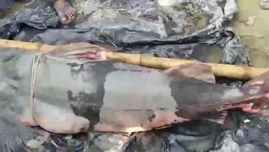 बिथान: कराची गांव के पास नदी में 70-80 किलो की बाघायार मछली जाल में फंसी