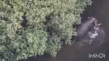 ಶೃಂಗೇರಿ: ಸೆರೆ ಸಿಕ್ಕುವ ಮೊದಲು ನದಿಯಲ್ಲಿ ಓಡಾಟ ಮಾಡಿದ ಹಂತಕ ಕಾಡಾನೆ ದೃಶ್ಯ ಡ್ರೋನ್ ಕ್ಯಾಮೆರಾದಲ್ಲಿ ಸೆರೆ.!