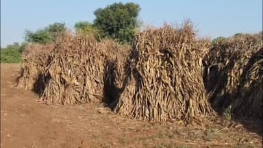 कोटड़ी: सवाईपुर क्षेत्र में बेमौसम बारिश से फसले बर्बाद, फिर अंकुरित हुई मक्के की फसल, किसानों को नुकसान#jansamasya