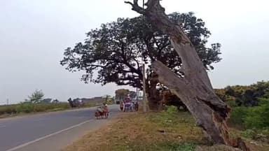 दाड़ी: वन विभाग की लापरवाही से राहगीरों और पंचायत के ग्रामीणों की जान खतरे में